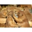 Marmot in love