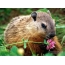 Marmot with flower