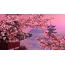 Gemalte Sakura