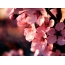 Sakura ekrano užsklandoje