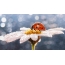 Ladybug ar daisy