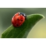 Ladybug, foglia