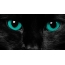 Turquoise black cat eyes