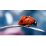 በ ladybug ላይ የውኃ ውሀ