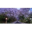 Đường hầm Lilac
