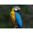 Loriculus Lorius mascarene parrot