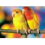 Papegøyer Lovebirds
