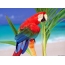Parrot Ara