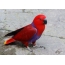 Red mascarene parrot
