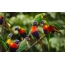 Papegøyer på en gren