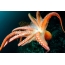 Orange blæksprutte