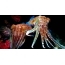 Värikäs mustekala