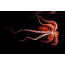 ડેસ્કટોપ પર નારંગી ઓક્ટોપસ