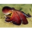 Cool blæksprutte