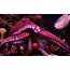 Lilac chobotnice