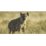 Škvrnitá hyena