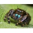 Ekran koruyucu güzel örümcek