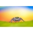 Krásny šetrič obrazovky s pavúkom