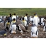 Penguins дар мизи корӣ