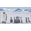 Семејство на пингвини
