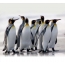 Funny penguins on the desktop