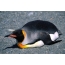 スクリーンセーバーのペンギン