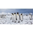 Снег, пингвини