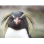 Penguin head full screen