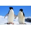 Paar pinguins