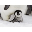 Cool pingvin