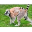 Lemur s mláďaťom