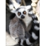 Lemur na šetrič obrazovky