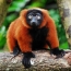 I-lemur ebomvu