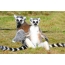 गवत वर Lemurs