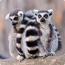 Lemurs na pracovnej ploche