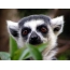 Lemurová hlava