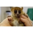 Malý lemur