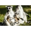 Lemurova rodina