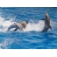 Dolphins in mare