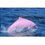 Pink dolphins