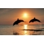 Sunset on the sea, dolphins