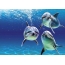 Drafení delfíni