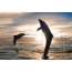 Delfíni v moři, západ slunce