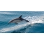 Бөмбөгтэй дельфин