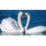 Лебедува во љубов