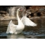 Swan on screensaver