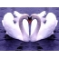 Wallpaper swans
