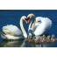 Swans, chicks