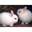 Vita kaniner