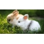 Rabbits nantu à l'erba